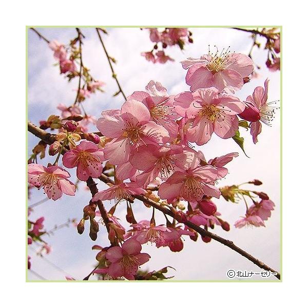 桜（サクラ・さくら）の苗木「河津桜」を販売しています。別名「南桜」。静岡県河津町にある1月下旬から2月にかけて開花する早咲き桜です。花は蕾の時は濃紅色で、開花すると桃色ないし淡紅色で、ソメイヨシノよりも桃色が濃く、また花期が1ヶ月と長いのも...
