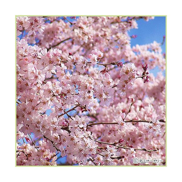 桜（サクラ・さくら）の苗木「小彼岸桜（コヒガンザクラ）」の苗木を販売。薄いピンクのさくらです。小彼岸桜は豆桜と江戸彼岸桜の交配種といわれる栽培品種の桜（サクラ）です。春の彼岸ごろには花が咲き始め、葉よりも先に、一重の染井吉野よりも濃い色合い...