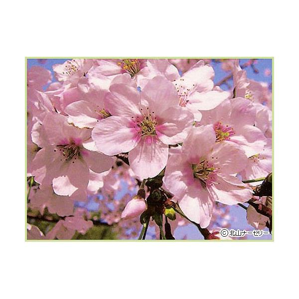 桜（サクラ・さくら）の苗木「染井吉野（ソメイヨシノ）」を販売しています。人気の桜です。日本各地に植えられている桜の代表的な品種で、花色は咲き始めは淡紅色、満開になると白色に近づいていきます。エドヒガンよりも花が大きく派手で見ごたえがあり大変...
