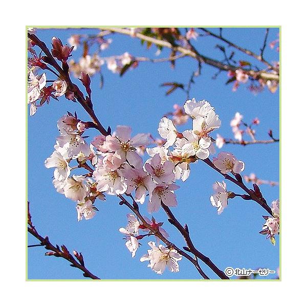 桜（サクラ・さくら）の苗木「十月桜」を販売しています。秋に咲く珍しいさくらです。10月頃から咲き始め、春には秋より大きな花が咲く、年2回花を咲かせる珍しい桜（さくら）です。春の庭木や記念樹として、お庭や鉢植えで桜（サクラ）を楽しんでみては如...