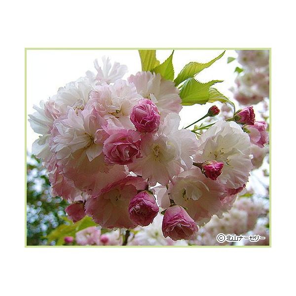 桜（サクラ・さくら）の苗木「松月桜」を販売しています。人気のさくらです。花は薄紅色で、花の端が赤く中心は白くなり、染井吉野よりも遅れて咲き始め、葉も出始めます。野田大桜(のだのおおざくら)と呼ばれることもあります。春の庭木や記念樹として、お...