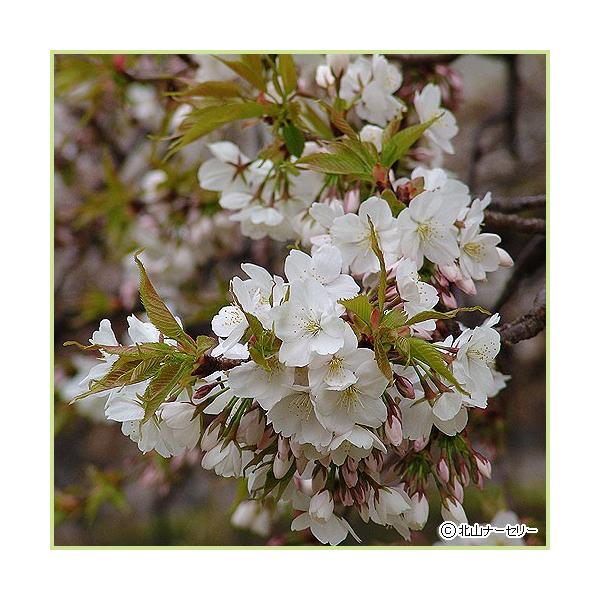 桜（サクラ・さくら）「吉野枝垂れ（よしのしだれ）」の苗木を販売しています。淡紅〜白色の染井吉野に似た花色の枝垂れ桜（しだれざくら）です。枝いっぱいに花を咲かせた姿は見事です。花径は3センチくらいで、花の色は白く、淡い紅色を帯びます。春の庭木...