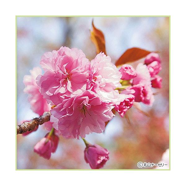 桜（サクラ・さくら）「関山（カンザン）」の苗木を販売しています。八重桜の代表的品種で欧米でも広く植えられている遅咲きの桜（サクラ・さくら）です。花持ちも良く長い期間楽しむことができ、また、花の塩漬けは桜湯として用いられます。春の庭木や記念樹...
