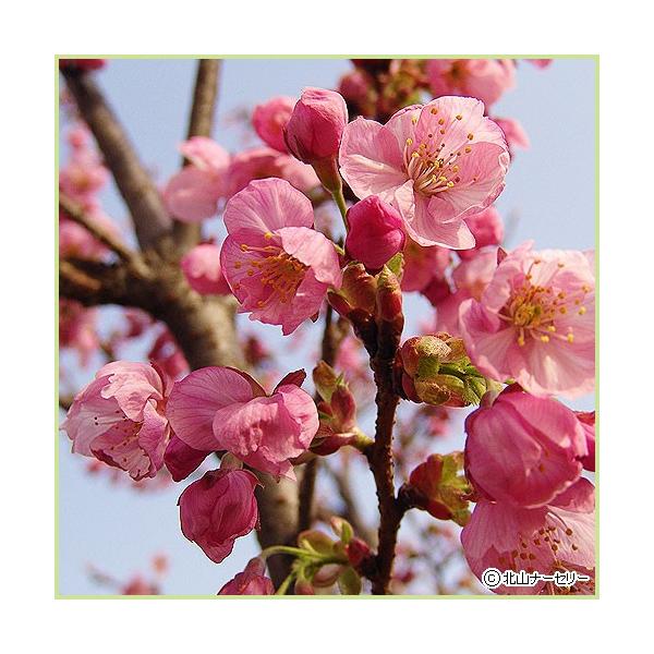 桜（サクラ・さくら）「陽光（ヨウコウ）」の苗木を販売しています。天城吉野（アマギヨシノ）と寒緋桜（カンギザクラ）との交配品種の桜（サクラ・さくら）です。染井吉野（ソメイヨシノ）よりも濃い花色はお庭でも目を惹く存在感があり、樹勢も強く、テング...