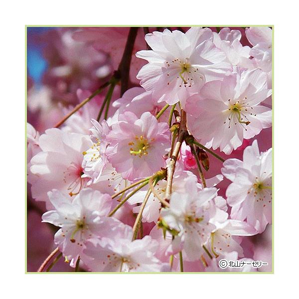 ☆垂れ桜☆専用ブローチ&リーガル 桜シリーズ26.枝垂桜 – 株式会社科学技術研究所