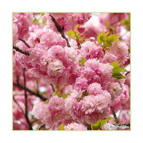桜（サクラ・さくら）「紅華（コウカ）桜」の苗木を販売しています。花は大輪八重咲きで濃紅色の重ねのよい美しい花を咲かせ、開花期間も長い桜（サクラ）です。枝いっぱいに咲き乱れ、開花の差異による花弁の濃淡が美しい桜です。春の庭木や記念樹として、お...