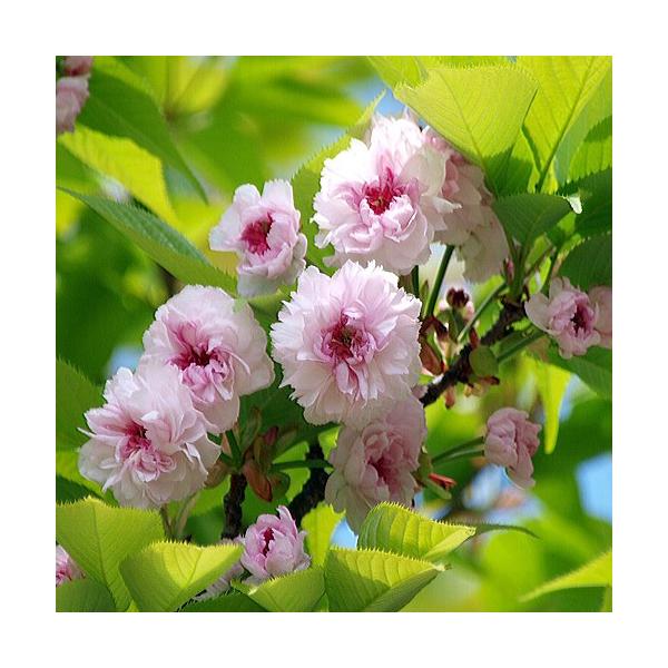 桜（サクラ・さくら）「兼六園菊桜」の苗木を販売しています。金沢の兼六園で有名な桜です。花は大輪、菊咲きで淡紅色、一つの花に花びらが300枚以上つき、ちょうど菊の花のように咲くことからこの名で呼ばれています。ゴールデンウィーク頃に見頃になり、...