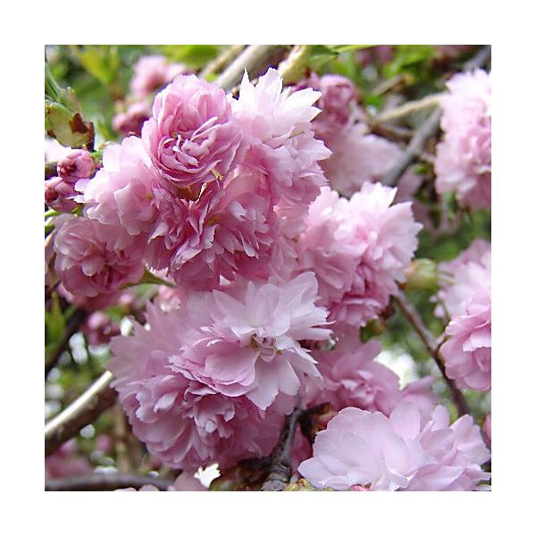 桜（サクラ）苗木 菊枝垂れ桜（キクシダレ） : 植物・園芸専門店