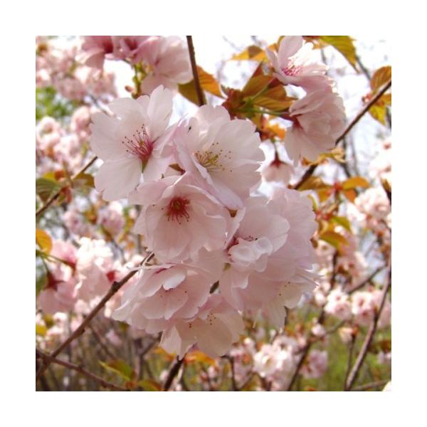 [Release date: December 2, 2025]桜（サクラ・さくら）「高砂(タカサゴ）／南殿桜（ナデンサクラ）」の苗木を販売しています。京都御所・紫宸殿（ししんでん）の南庭に自生していたことから「南殿桜（ナデンサクラ）」と呼...