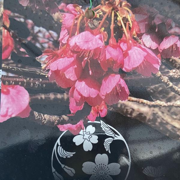 [Release date: November 11, 2025]早咲きで有名な河津桜よりさらに早く、自生地では12月下旬頃から蕾が膨らみ始め、1月上旬から2月上旬頃まで濃いピンクの花が咲き続けます。春の庭木や記念樹として、お庭や鉢植えで桜...