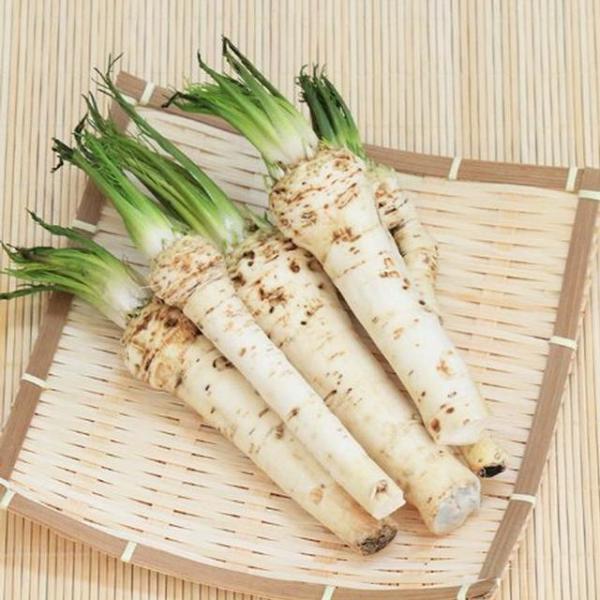 [Release date: March 12, 2024]東ヨーロッパ原産で、別名「山わさび」や「西洋わさび」西洋料理の世界では、「レフォール」と呼ばれています。根をすりおろすとダイコンのように白く、ワサビのようなつんとした辛みがあります...