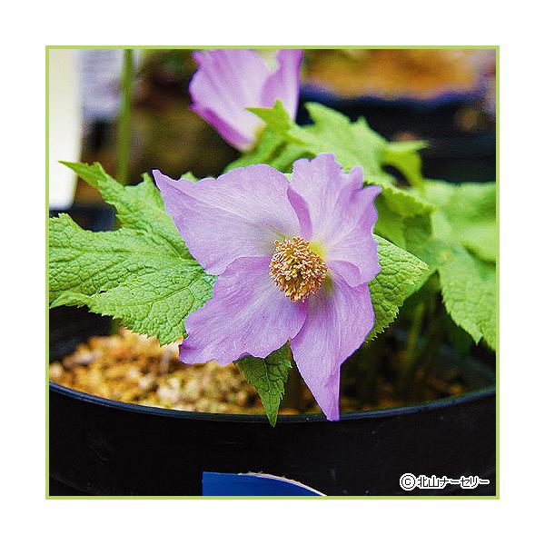 山野草　斑入り　シラネアオイ　6号A 山野草 高山植物 班入り☆班入りシラネアオイ 2年苗