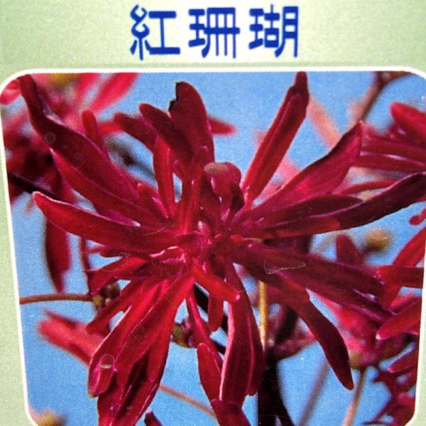hanaikushop_ki-sanyasou-048