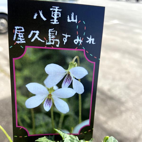 hanaikushop_ki-sanyasou-050