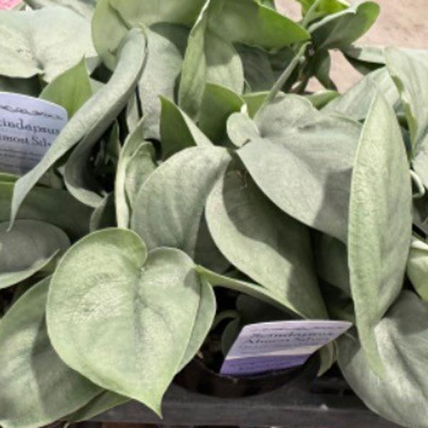 スキンダプサス　ホワイトクロコダイル　超お得株 観葉植物 スキンダプサス オルモストシルバー Scindapsus pictus