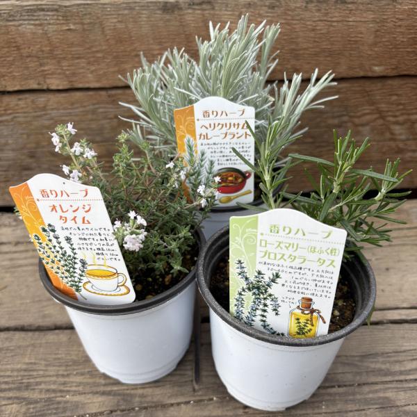 ハーブ苗 香りハーブセット（3苗） : 植物・園芸専門店 花育通販Yahoo