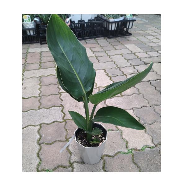 hanaikushop_ki-strelitzia-002-4