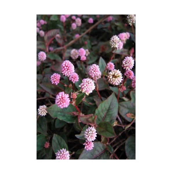 [Release date: September 27, 2022]ヒメツルソバ（ポリゴナム）は、非常に強健で丈夫な植物で、グランドカバーやロックガーデンに人気の多年草です。横に這うように広がり、1株50cm程になります。ピンクの可愛らしい...