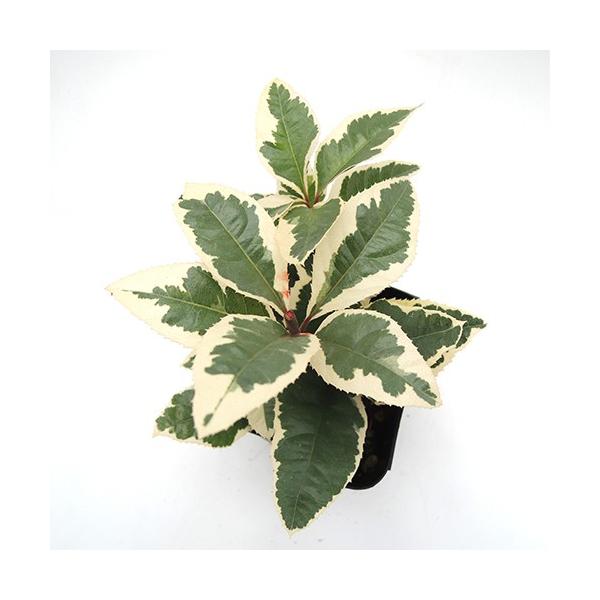 古くからお正月の飾りとして屋寄せ植えに使われてきた植物です。斑入り葉で観賞価値の高い常緑低木です。また、耐陰性があるので日陰のグラウンドカバーとしてや下草などにもお使いいただけます。多年草（宿根草）「ヤブコウジ（十両）の苗」サイズ： 7.5...