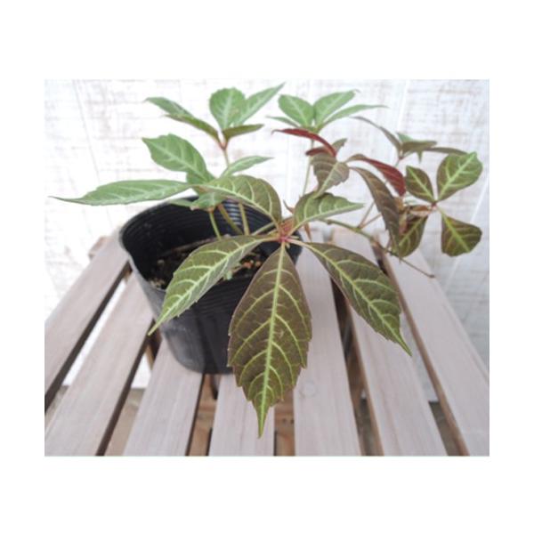 ヘンリーヅタは非常に強健で耐寒性も強く成長が早く、ツル性なのでグランドカバーはもちろん、誘引して壁面緑化にも利用できます。冬は落葉して葉はありませんが、春の美しい新芽に夏の力強いグリーン、秋には真っ赤に紅葉するなど魅力的な植物です。とくに秋...