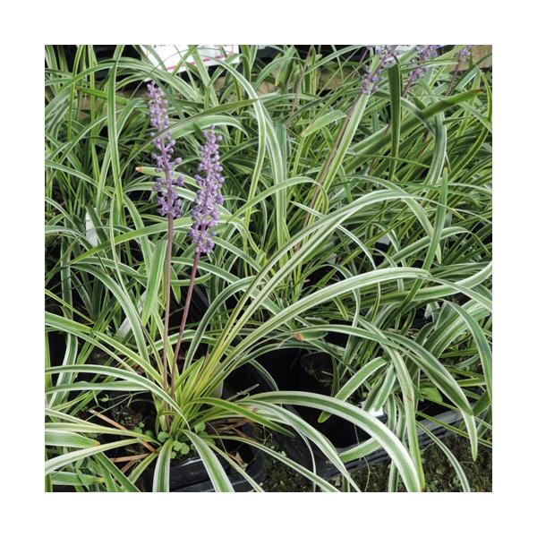 斑入り葉のヤブランです。通常の緑葉よりも明るい印象があります。ヤブランは日陰でも育つ丈夫さが魅力の多年草です。塀や壁などで影になる場所の下草に適しています。和風のイメージがありますが、明るい斑入り葉のヤブランは洋風のお庭とも相性が良いです。...