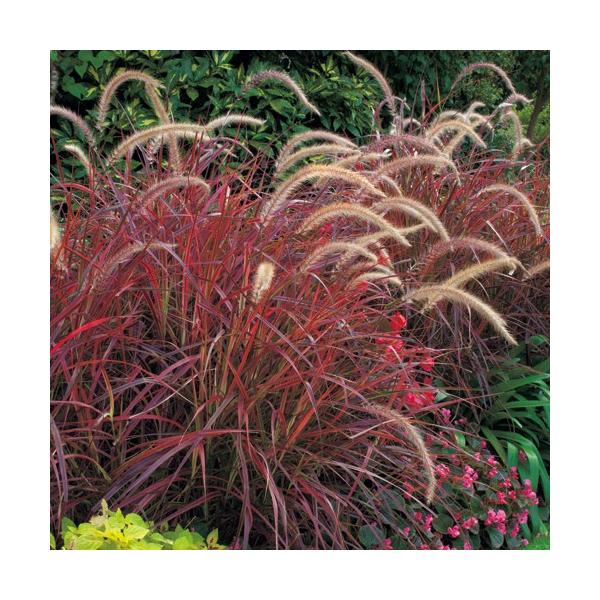 ペニセタム（ファウンテングラス）'ファイヤーワークス'の苗 : 植物