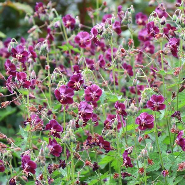 ゲラニウム 苗 みんな探してる人気モノ ゲラニウム 苗