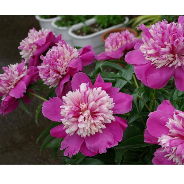 芍薬（シャクヤク／ピオニー） セレブリティの苗 : 植物・園芸