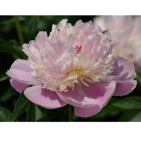 hanaikushop_ki-tanen-342