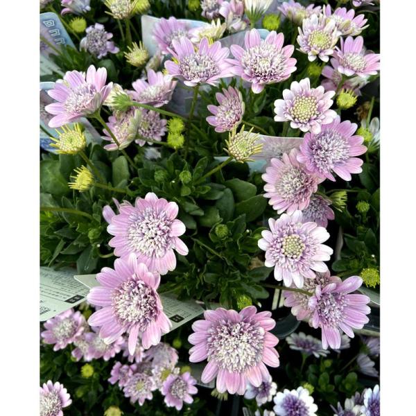 オステオスペルマム・ダブルロマン ロココの苗 : 植物・園芸専門
