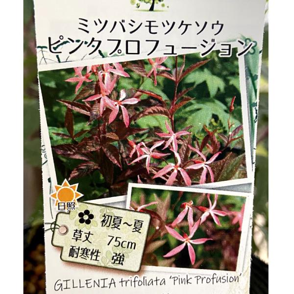 ミツバシモツケ苗　花の苗　花苗 hanaikushop_ki-tanen-401
