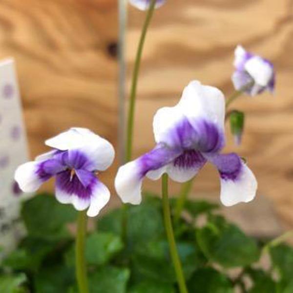 [Release date: May 28, 2024]常緑の四季咲きビオラで、径2.5cmほどのツートーンカラーの花が愛らしい。白と紫の模様がかわいい花のパンダスミレです。日差しや日陰にも強く育てやすいです。花も次々と咲き、グランドカバー...