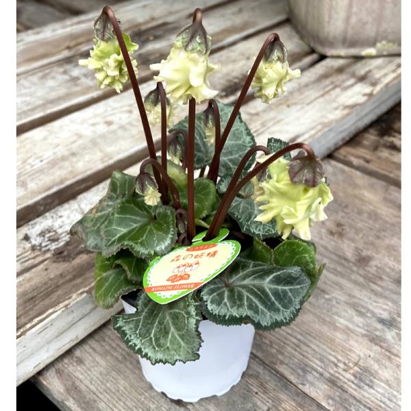 hanaikushop_ki-tanen-432