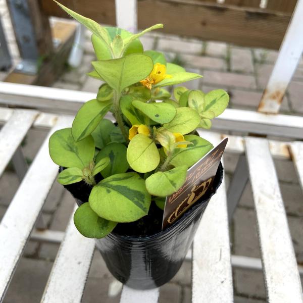 [Release date: July 27, 2021]リシマキアはカラーリーフや半日陰のグランドカバー植物としてもオススメの植物です。草丈はあまり伸びませんので他の植物の邪魔にならず混色してお楽しみいただけます。「リッシー」は黄金色の葉...