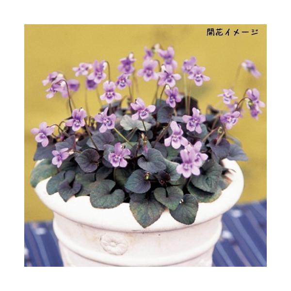 宿根すみれ クロバスミレ 宿根ビオラ 紫式部の苗 Ki Tanen 513 花育通販yahoo 店 通販 Yahoo ショッピング