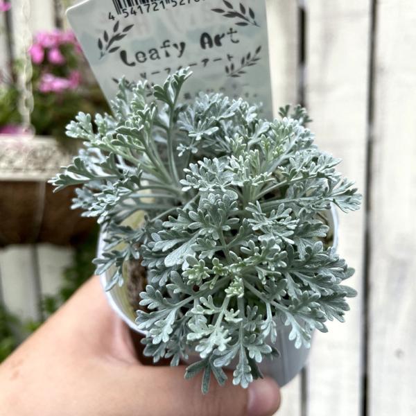 アルテミシア「パルファムドゥエチオピア」の苗 : 植物・園芸専門店 花