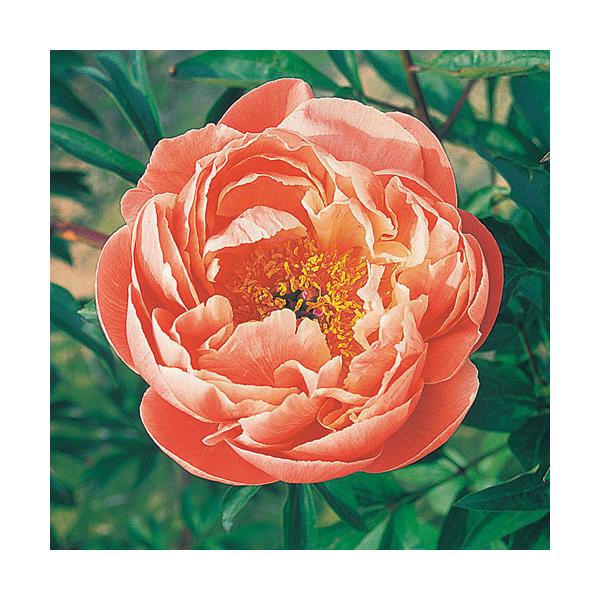 芍薬（シャクヤク/ピオニー） コーラルチャームの苗 : 植物・園芸専門