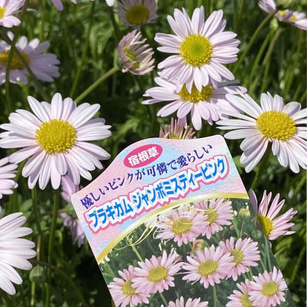 mmiiii様　確認用　ブラキカム　ジャンボミスティピンク hanaikushop_ki-tanen-620