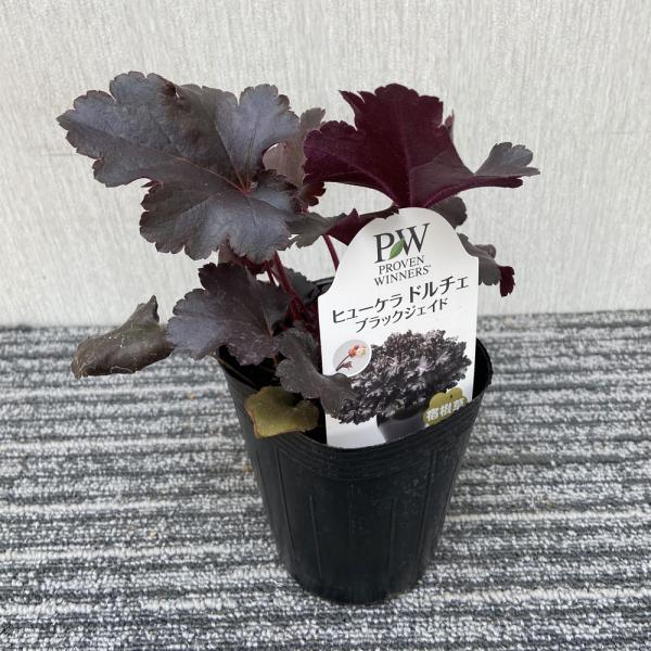 ヒューケラ（ツボサンゴ） ドルチェ ブラックジェイドの苗 : 植物