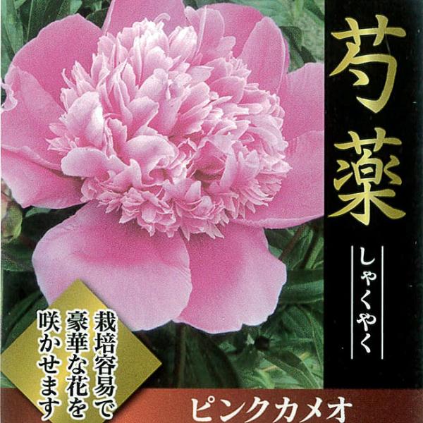 芍薬（シャクヤク／ピオニー） ピンクカメオの苗 : 植物・園芸専門店
