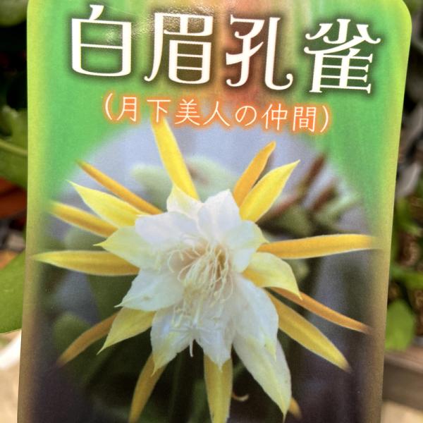 hanaikushop_ki-taniku-040