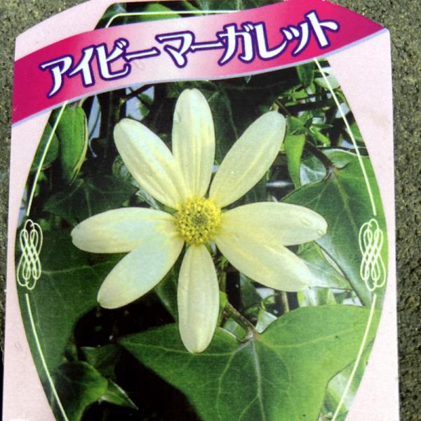 マーガレットアイビー（ワックスアイビー） 3号（2苗セット） : 植物