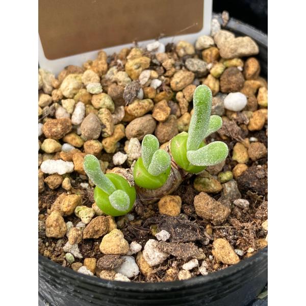 [Release date: September 24, 2024]モニラリアはうさぎの耳のようなフォルムが特徴的な、秋〜春にかけて成長する冬型の塊根植物です。春の終わりに菊のような花を咲かせます。葉の表面をよく見てみると表面の白っぽい粒（...