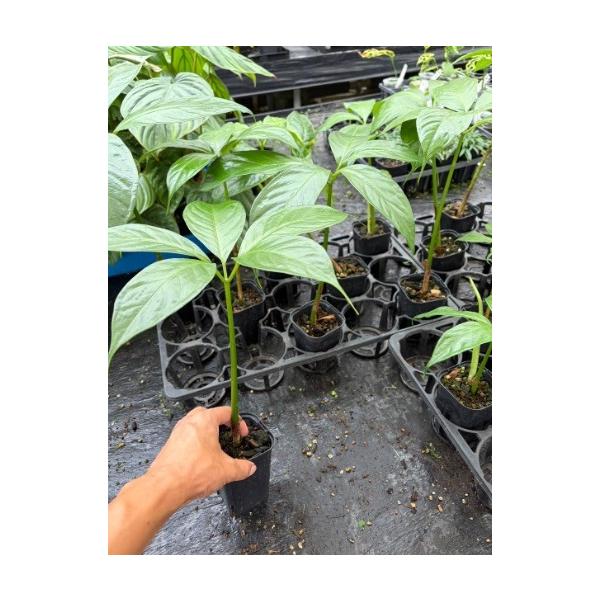ショクダイオオコンニャク 　3号　苗　観葉植物【Urban Jungle】