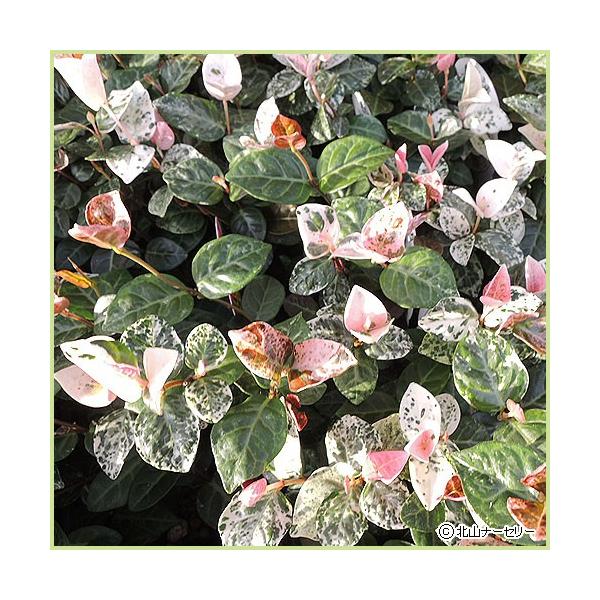 日本の山地で普通に見られるテイカカズラの斑入り品種で、カラーリーフとしても人気があります。常緑性の植物で、あまり手入れの手間もかからず丈夫で育てやすい植物です。葉は、新芽のときにはピンク色で徐々に白みが強くなり、次いで白と緑色の斑点が混ざっ...