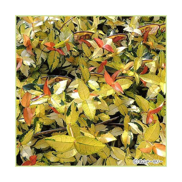 日本の山地で普通に見られるテイカカズラの園芸品種です。別名「黄金カズラ」とも呼ばれています。濃い緑に黄色い斑が幅広く入ります。新芽の時の葉のオレンジ色が鮮やかでトリカラーの色合いが美しい植物です。秋冬の紅葉も見事で、暑さにも寒さにも強く丈夫...