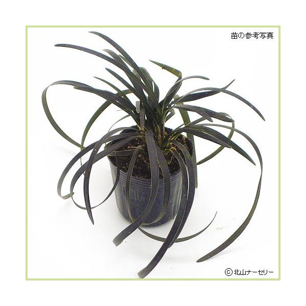 リュウノヒゲ：黒竜（コクリュウ）の苗（24苗セット） : 植物・園芸