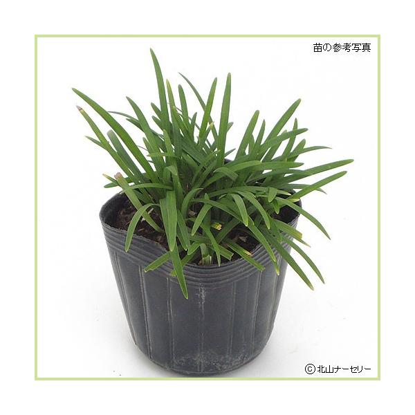 玉竜　リュウノヒゲの仲間　タマリュウ　たまりゅう　2000株 楽天市場】【レビュー特典あり】 タマリュウ（玉竜）ポット