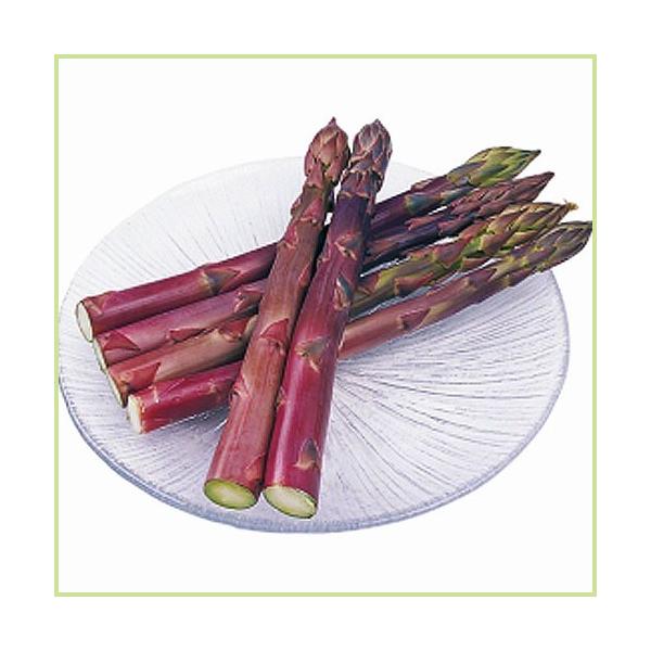 紫アスパラガス パープルタワーの苗 : 植物・園芸専門店 花育通販Yahoo