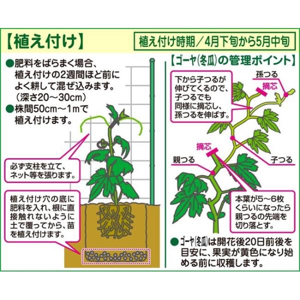 ゴーヤ 苦瓜 アバシゴーヤの苗 Buyee Buyee Japanese Proxy Service Buy From Japan Bot Online